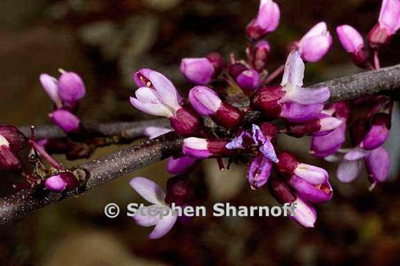 cercis canadensis ssp mexicana 1 graphic